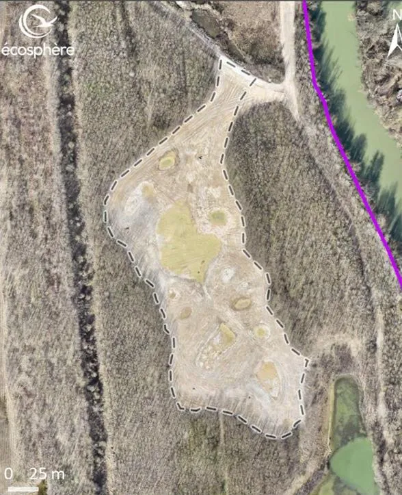 Mosaïque de dépressions humides et habitats pionniers par reconversion de Robiniers