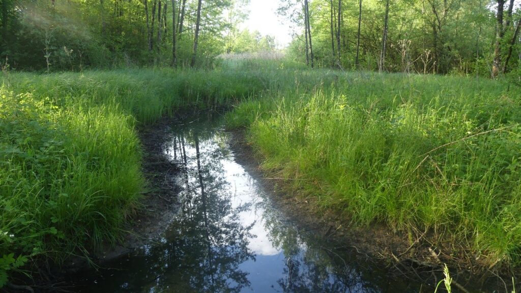 Fossé d’amenée d’eau trois ans après avec une friche hygrophile à hautes herbes développée sur ses rives - C. Pirat (Écosphère)